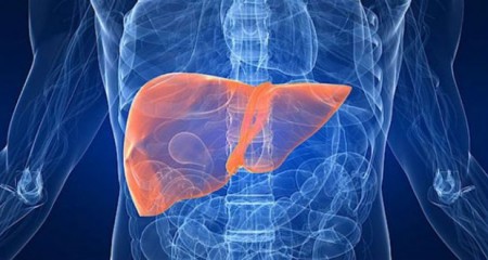 Alimentação balanceada mantém o fígado saudável e o corpo livre de toxinas - Dica de Saúde